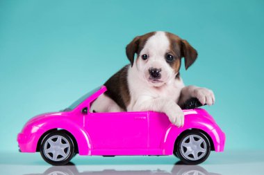 Pembe arabadaki şirin köpek.