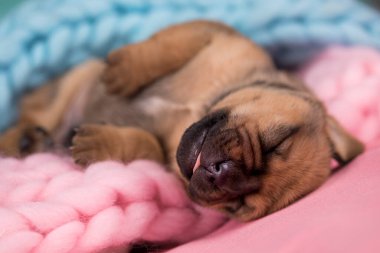 Küçük şirin yavrular battaniyenin üzerinde uyuyorlar.