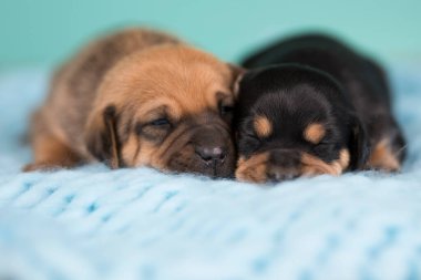 Köpekler battaniyenin üzerinde uyur.