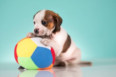 Mutlu bir köpek yavrusu topla oynuyor.