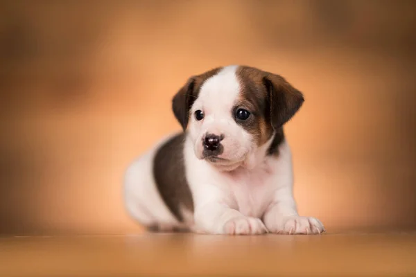Μικρό Σκυλί Ξύλινο Φόντο — Φωτογραφία Αρχείου