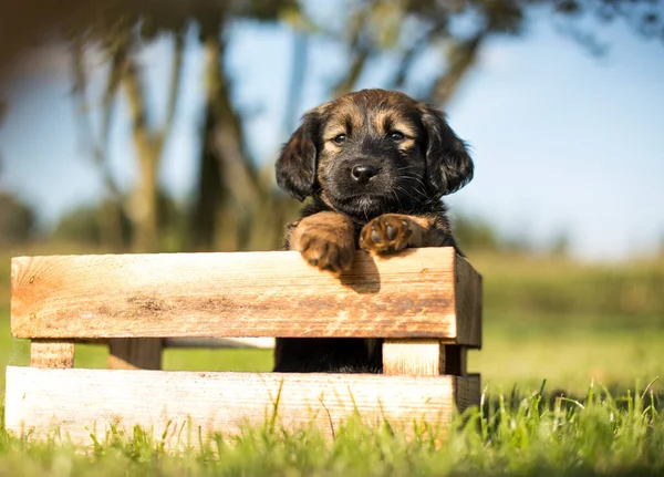 Mutlu Bir Köpek Yavrusu Çimlerin Üzerinde Tahta Bir Sandık — Stok fotoğraf