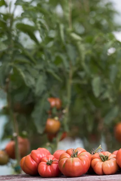 stock image Organic food, Free red vegetables of tomato 