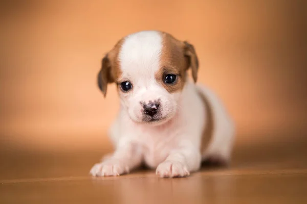 Puppy Dog Wooden Background — Stock Photo, Image