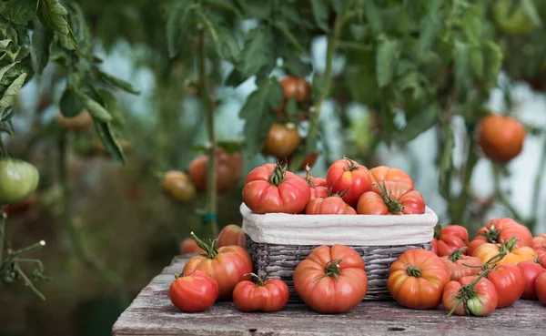 Grøntsager Tomater Træbord - Stock-foto