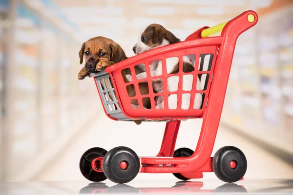 Alışveriş Arabasındaki Sevimli Köpekler — Stok fotoğraf