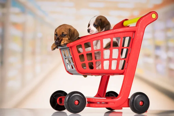 ショッピングカートでかわいい犬 — ストック写真