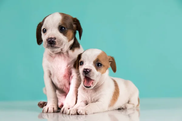 Dois Cães Pequenos Cachorrinho Conceito Animais — Fotografia de Stock