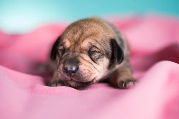ピンクの毛布の上で美しい犬が眠る — ストック写真