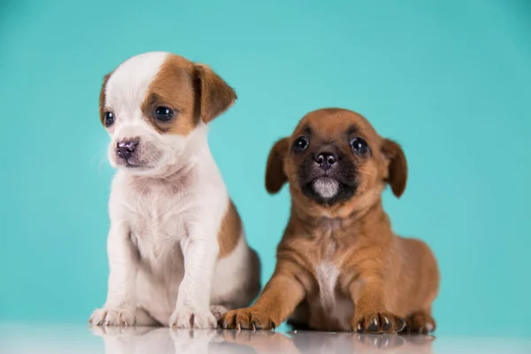 Two Little Dogs Puppy Animals Concept — Stock Photo, Image
