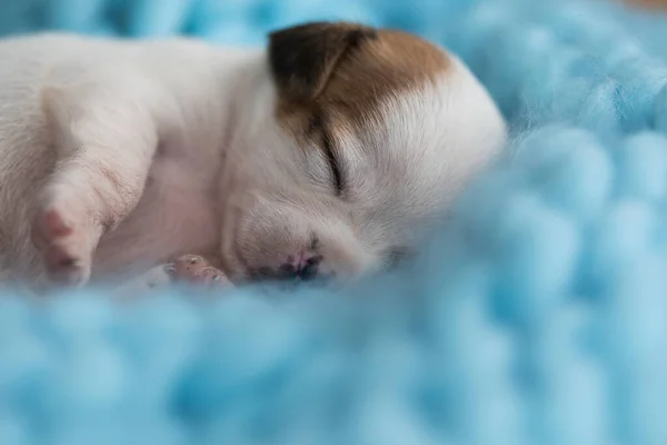 Гарний Маленький Собака Спить Ковдрі — стокове фото