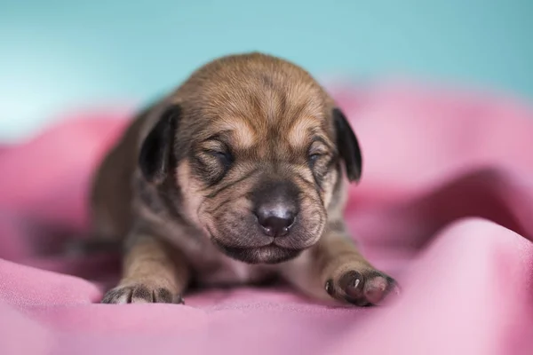 Hund Schläft Auf Pinkfarbener Decke — Stockfoto