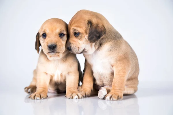 Zwei Hunde Auf Weißem Hintergrund — Stockfoto