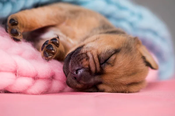 Гарний Маленький Собака Спить Ковдрі — стокове фото