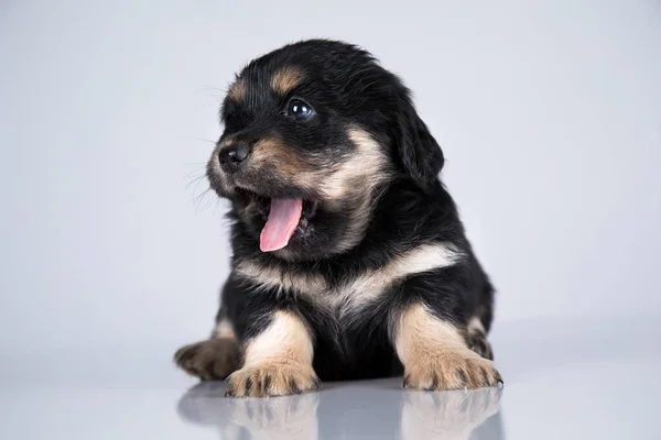 stock image Little dog on a white background