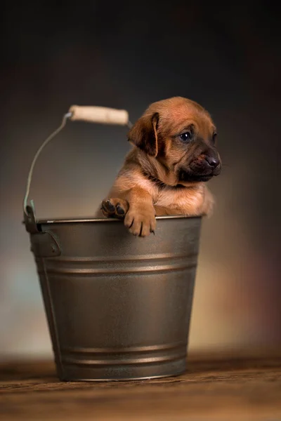 金属製のバケツの犬 — ストック写真