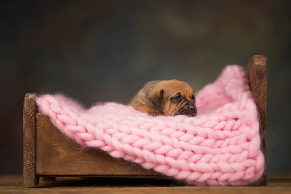 Σκύλος Κοιμάται Ένα Μικρό Ξύλινο Κρεβάτι — Φωτογραφία Αρχείου