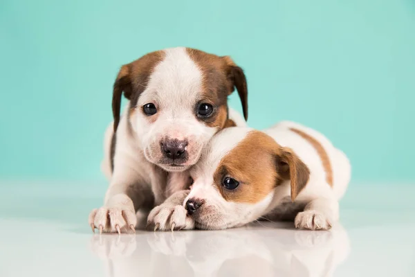 Twee Kleine Honden Puppy Dieren Concept — Stockfoto