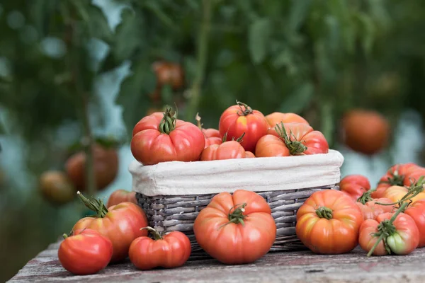 Tomates Rouges Serre Aliments Biologiques — Photo
