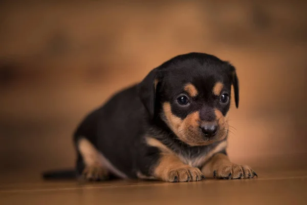 Cão Filhote Cachorro Fundo Madeira — Fotografia de Stock