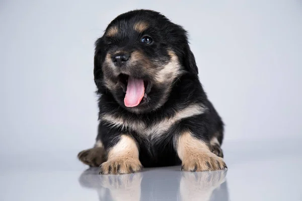 stock image A small dog on a white background