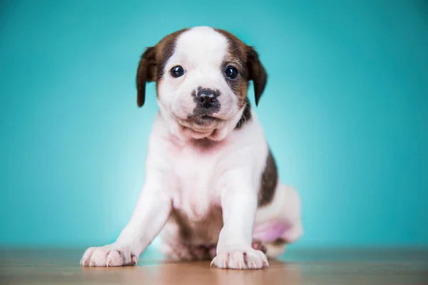 Cute Puppy Dog Animals Concept — Stock Photo, Image
