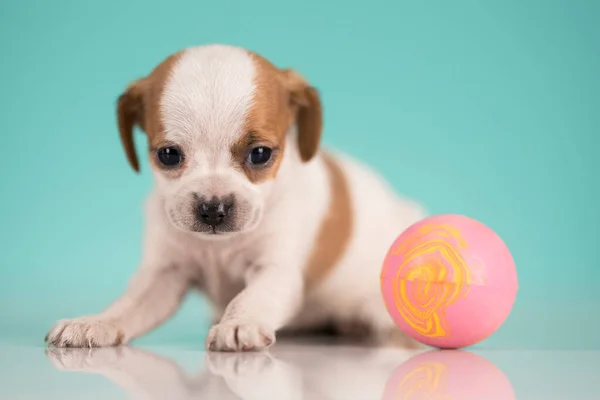 stock image A happy puppy is playing with a ball