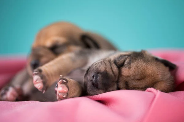 Huisdier Schattige Puppy Hond Dieren Concept — Stockfoto
