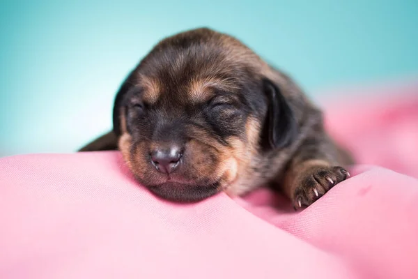 Lindo Cachorrinho Dorme Cobertor Rosa — Fotografia de Stock