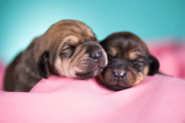 Dog Sleeps Pink Blanket — Stock Photo, Image