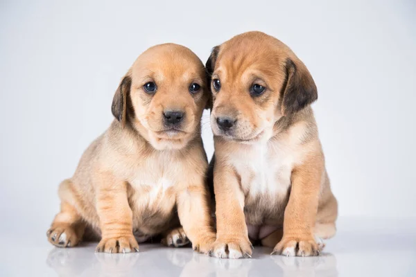 Dva Psi Pet Zvířata Koncept — Stock fotografie