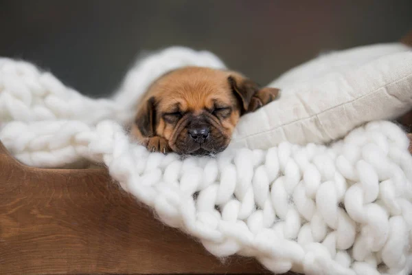 Pequena Raça Cachorrinho Está Dormindo — Fotografia de Stock