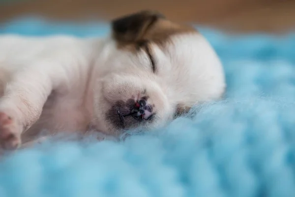 Kleine Schattige Puppy Slapen Een Deken — Stockfoto