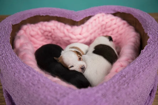 Láska Štěňátka Pes Spí Přikrývce — Stock fotografie
