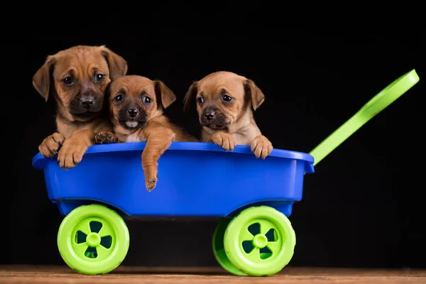 Cute Doggies Toy Wagon — Stock Photo, Image