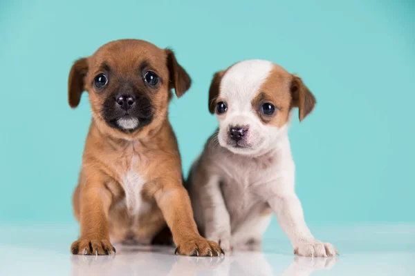 stock image Two little dogs, puppy, animals concept