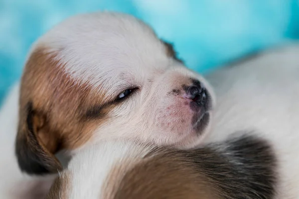 Mascotas Cachorro Perro Duerme Una Manta — Foto de Stock