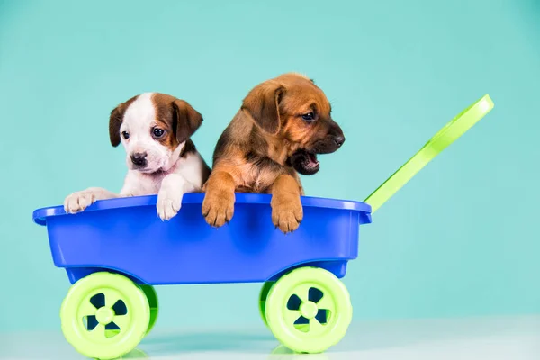 Lindos Cachorrinhos Uma Carroça Brinquedo — Fotografia de Stock