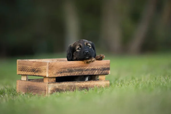 A happy puppy dog a wooden crate on the grass