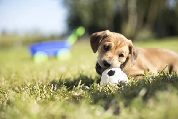 Welpe Hund Auf Dem Gras — Stockfoto