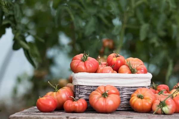 Grönsaker Tomater Träbord — Stockfoto
