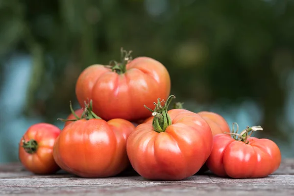 Red Tomatoes Greenhouse Organic Food — Stock Photo, Image