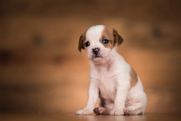 Malý Pes Dřevěném Pozadí — Stock fotografie
