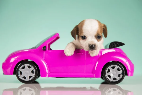 Stock image A little dog in a pink car