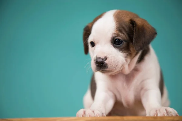 Cachorros Pequenos Conceito Animais — Fotografia de Stock
