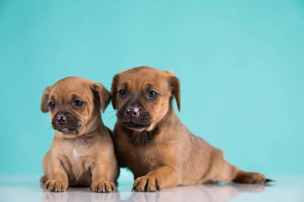 Dois Cães Pequenos Cachorrinho Conceito Animais — Fotografia de Stock