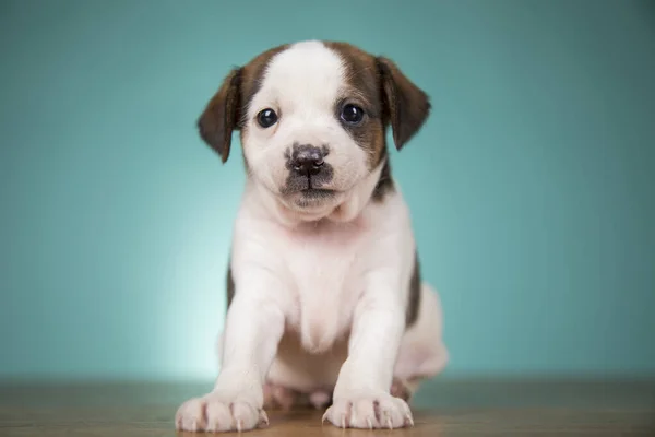 子犬の犬 動物の概念 — ストック写真