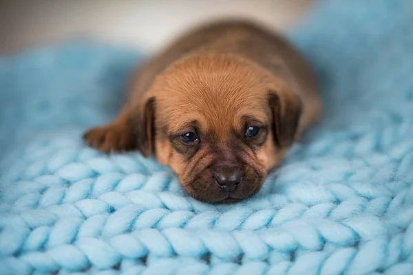 小さな木製のベッドの上で犬の睡眠 — ストック写真