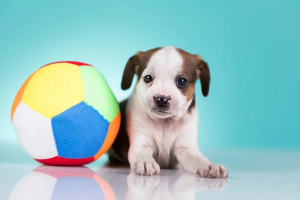 Cão Cachorro Está Brincando Com Uma Bola — Fotografia de Stock