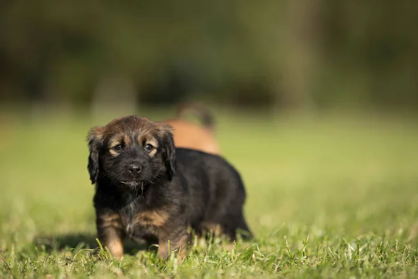 stock image A small dog on the grass background